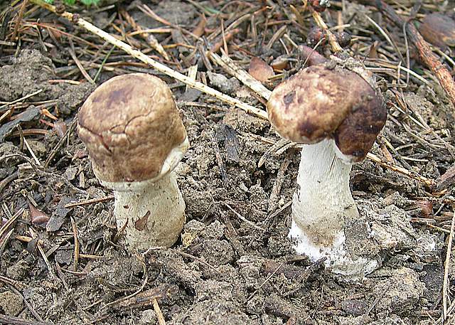 Agaricus impudicus   (Rea)  Pilt